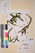  ( - TROM-V-9311)  @11 [ ] CreativeCommons - Attribution Non-Commercial Share-Alike (2013) Unspecified Tromso University Museum