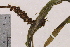  ( - TROM-V-9311)  @11 [ ] CreativeCommons - Attribution Non-Commercial Share-Alike (2013) Unspecified Tromso University Museum