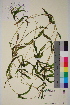  ( - TROM-V-965691)  @11 [ ] CreativeCommons - Attribution Non-Commercial Share-Alike (2013) Unspecified Tromso University Museum