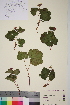  ( - TROM_V_148315_sg)  @11 [ ] CreativeCommons - Attribution Non-Commercial Share-Alike (2014) Unspecified Tromso University Museum