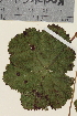 ( - TROM_V_148315_sg)  @11 [ ] CreativeCommons - Attribution Non-Commercial Share-Alike (2014) Unspecified Tromso University Museum