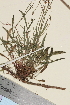  (Rumex acetosella - TROM_V_147424_sg)  @11 [ ] CreativeCommons - Attribution Non-Commercial Share-Alike (2014) Unspecified Tromso University Museum