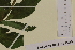  ( - SEL_0035)  @11 [ ] CreativeCommons - Attribution Non-Commercial Share-Alike (2013) Unspecified Tromso University Museum