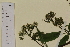  ( - SEL_0036)  @11 [ ] CreativeCommons - Attribution Non-Commercial Share-Alike (2013) Unspecified Tromso University Museum