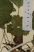  ( - SEL_0053)  @11 [ ] CreativeCommons - Attribution Non-Commercial Share-Alike (2013) Unspecified Tromso University Museum