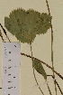  ( - SEL_0064)  @11 [ ] CreativeCommons - Attribution Non-Commercial Share-Alike (2013) Unspecified Tromso University Museum