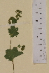  (Alchemilla norvegica - SEL_0086)  @11 [ ] CreativeCommons - Attribution Non-Commercial Share-Alike (2013) Unspecified Tromso University Museum