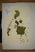  ( - SEL_0093)  @11 [ ] CreativeCommons - Attribution Non-Commercial Share-Alike (2013) Unspecified Tromso University Museum