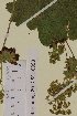  ( - SEL_0098)  @11 [ ] CreativeCommons - Attribution Non-Commercial Share-Alike (2012) Unspecified Tromso University Museum