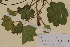  ( - SEL_0100)  @11 [ ] CreativeCommons - Attribution Non-Commercial Share-Alike (2012) Unspecified Tromso University Museum