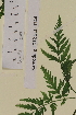  ( - SEL_0144)  @11 [ ] CreativeCommons - Attribution Non-Commercial Share-Alike (2012) Unspecified Tromso University Museum
