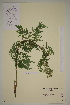  ( - SEL_0146)  @11 [ ] CreativeCommons - Attribution Non-Commercial Share-Alike (2012) Unspecified Tromso University Museum
