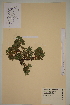  ( - SEL_0182)  @11 [ ] CreativeCommons - Attribution Non-Commercial Share-Alike (2013) Unspecified Tromso University Museum