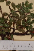  ( - SEL_0182)  @11 [ ] CreativeCommons - Attribution Non-Commercial Share-Alike (2013) Unspecified Tromso University Museum