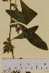  ( - SEL_0238)  @11 [ ] CreativeCommons - Attribution Non-Commercial Share-Alike (2013) Unspecified Tromso University Museum