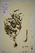  ( - SEL_0246)  @11 [ ] CreativeCommons - Attribution Non-Commercial Share-Alike (2013) Unspecified Tromso University Museum
