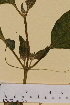  ( - SEL_0265)  @11 [ ] CreativeCommons - Attribution Non-Commercial Share-Alike (2013) Unspecified Tromso University Museum
