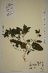  ( - SEL_0266)  @11 [ ] CreativeCommons - Attribution Non-Commercial Share-Alike (2013) Unspecified Tromso University Museum