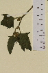  ( - SEL_0266)  @11 [ ] CreativeCommons - Attribution Non-Commercial Share-Alike (2013) Unspecified Tromso University Museum