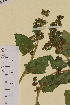  ( - SEL_0267)  @11 [ ] CreativeCommons - Attribution Non-Commercial Share-Alike (2013) Unspecified Tromso University Museum