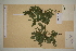  ( - SEL_0370)  @11 [ ] CreativeCommons - Attribution Non-Commercial Share-Alike (2012) Unspecified Tromso University Museum