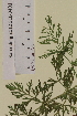  ( - SEL_0401)  @11 [ ] CreativeCommons - Attribution Non-Commercial Share-Alike (2012) Unspecified Tromso University Museum