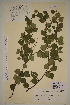  ( - SEL_0459)  @11 [ ] CreativeCommons - Attribution Non-Commercial Share-Alike (2012) Unspecified Tromso University Museum
