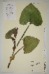  ( - SEL_0530)  @11 [ ] CreativeCommons - Attribution Non-Commercial Share-Alike (2012) Unspecified Tromso University Museum