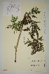  (Conioselinum tataricum - SEL_0561)  @11 [ ] CreativeCommons - Attribution Non-Commercial Share-Alike (2012) Unspecified Tromso University Museum