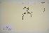  (Cymbalaria - SEL_0587)  @11 [ ] CreativeCommons - Attribution Non-Commercial Share-Alike (2012) Unspecified Tromso University Museum