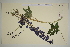  ( - SEL_0593)  @11 [ ] CreativeCommons - Attribution Non-Commercial Share-Alike (2012) Unspecified Tromso University Museum