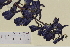  ( - SEL_0593)  @11 [ ] CreativeCommons - Attribution Non-Commercial Share-Alike (2012) Unspecified Tromso University Museum