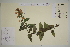  ( - SEL_0622)  @11 [ ] CreativeCommons - Attribution Non-Commercial Share-Alike (2012) Unspecified Tromso University Museum