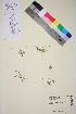  ( - TROM_V_651765_sg)  @11 [ ] CreativeCommons - Attribution Non-Commercial Share-Alike (2015) Unspecified Tromsø University Museum