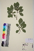  (Salix caprea sphacelata - TROM_V_351285_sg)  @11 [ ] CreativeCommons - Attribution Non-Commercial Share-Alike (2014) Unspecified Tromsø University Museum