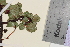  ( - TROM_V_162420_sg)  @11 [ ] CreativeCommons - Attribution Non-Commercial Share-Alike (2014) Unspecified Tromso University Museum