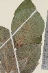  ( - TROM_V_96978_sg)  @11 [ ] CreativeCommons - Attribution Non-Commercial Share-Alike (2014) Unspecified Tromsø University Museum