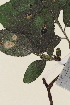  ( - TROM_V_351288_sg)  @11 [ ] CreativeCommons - Attribution Non-Commercial Share-Alike (2014) Unspecified Tromso University Museum