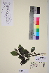  ( - TROM_V_81136_sg)  @11 [ ] CreativeCommons - Attribution Non-Commercial Share-Alike (2014) Unspecified Tromso University Museum