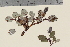  ( - TROM_V_96294_sg)  @11 [ ] CreativeCommons - Attribution Non-Commercial Share-Alike (2014) Unspecified Tromso University Museum