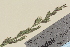  (Lolium pratense - TROM-V-965911)  @11 [ ] CreativeCommons - Attribution Non-Commercial Share-Alike (2013) Unspecified Tromso University Museum