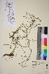  ( - TROM_V_89477_sg)  @11 [ ] CreativeCommons - Attribution Non-Commercial Share-Alike (2014) Unspecified Tromso University Museum