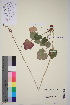  (Heuchera sanguinea - TROM_V_966161_sg)  @11 [ ] CreativeCommons - Attribution Non-Commercial Share-Alike (2015) Unspecified Tromso University Museum