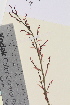  ( - TROM_V_966161_sg)  @11 [ ] CreativeCommons - Attribution Non-Commercial Share-Alike (2015) Unspecified Tromso University Museum