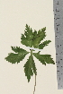  ( - TROM_V_962136_sg)  @11 [ ] CreativeCommons - Attribution Non-Commercial Share-Alike (2014) Unspecified Tromso University Museum