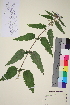  (Urtica dioica - TROM_V_134574_sg)  @11 [ ] CreativeCommons - Attribution Non-Commercial Share-Alike (2014) Unspecified Tromso University Museum