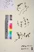  ( - TROM_V_148081_sg)  @11 [ ] CreativeCommons - Attribution Non-Commercial Share-Alike (2014) Unspecified Tromso University Museum