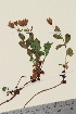  ( - TROM_V_148081_sg)  @11 [ ] CreativeCommons - Attribution Non-Commercial Share-Alike (2014) Unspecified Tromso University Museum
