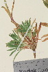  ( - TROM_V_960119_sg)  @11 [ ] CreativeCommons - Attribution Non-Commercial Share-Alike (2015) Unspecified Tromso University Museum