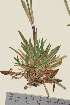  ( - TROM_V_960119_sg)  @11 [ ] CreativeCommons - Attribution Non-Commercial Share-Alike (2015) Unspecified Tromso University Museum
